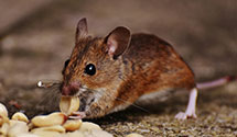 24 Hour & Emergency Exterminators in Wilshire La Brea, CA